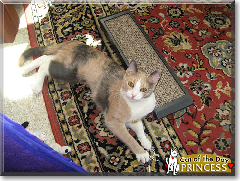 Princess, the Cat of the Day