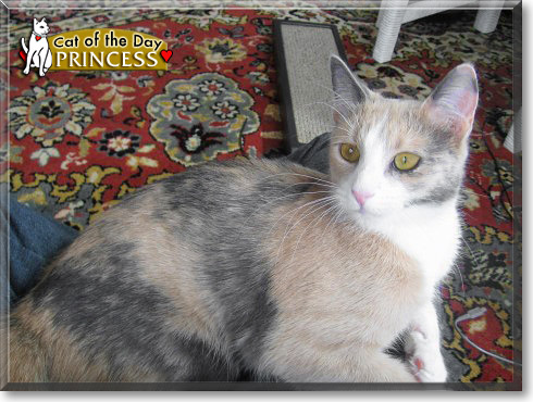 Princess, the Cat of the Day