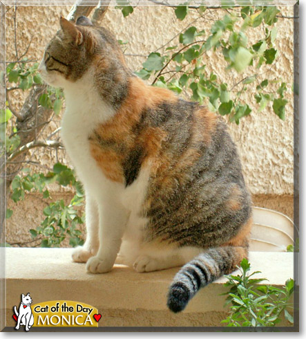 Monica, the Cat of the Day