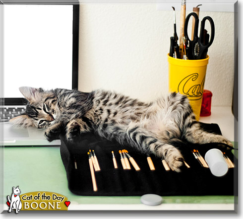 Boone, the Cat of the Day