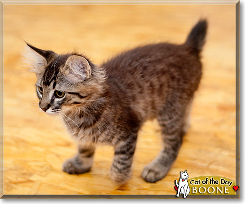 Boone, the Cat of the Day