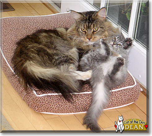 Dean, the Cat of the Day