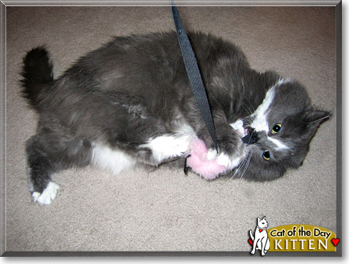 Kitten, the Cat of the Day