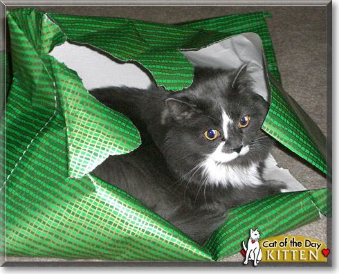 Kitten, the Cat of the Day