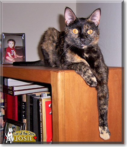 Josie, the Cat of the Day