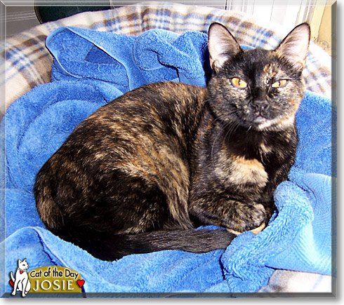 Josie, the Cat of the Day