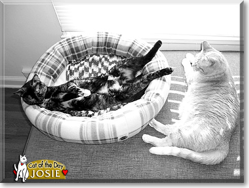Josie, the Cat of the Day
