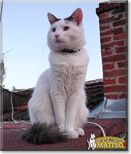 Mattso, the Cat of the Day