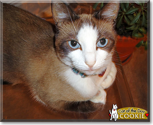 Cookie, the Cat of the Day