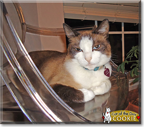 Cookie, the Cat of the Day