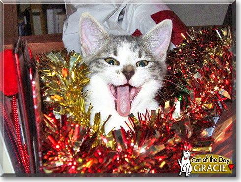 Gracie, the Cat of the Day