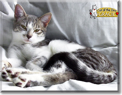 Gracie, the Cat of the Day