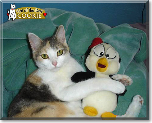 Cookie, the Cat of the Day