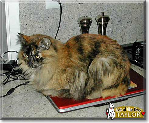 Taylor, the Cat of the Day