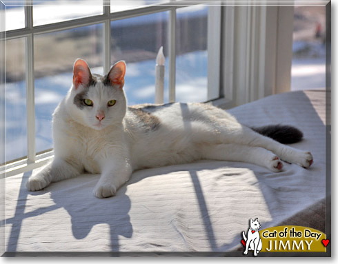 Jimmy, the Cat of the Day