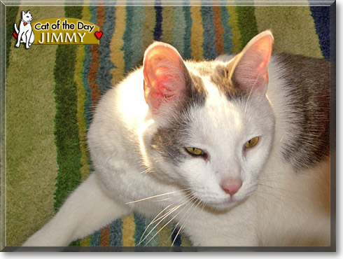 Jimmy, the Cat of the Day