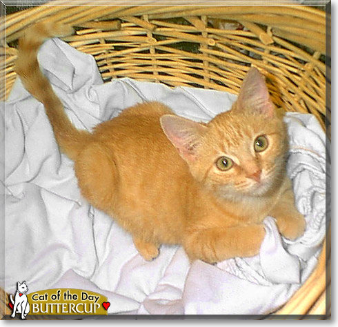 Buttercup, the Cat of the Day
