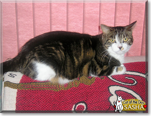 Sasha, the Cat of the Day