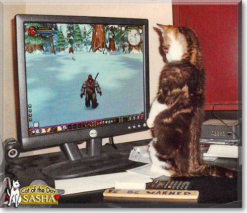 Sasha, the Cat of the Day