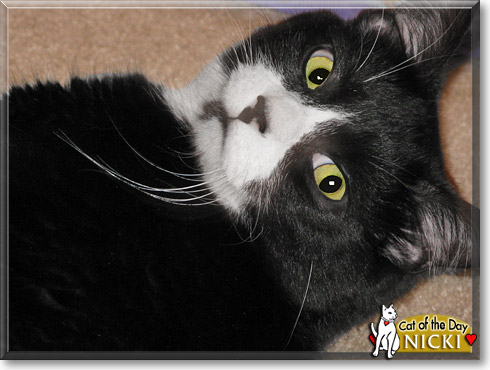 Nicki, the Cat of the Day