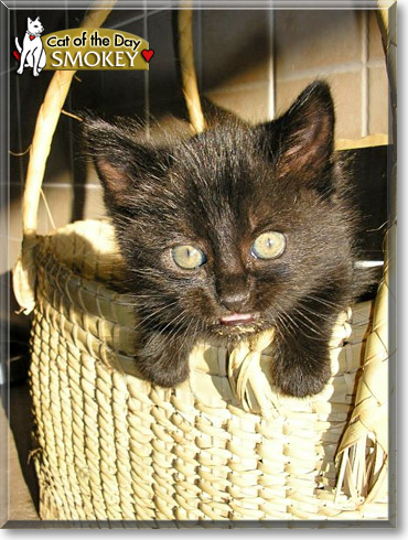 Smokey, the Cat of the Day