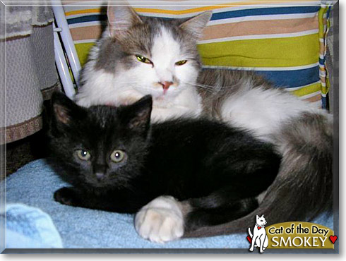 Smokey, the Cat of the Day