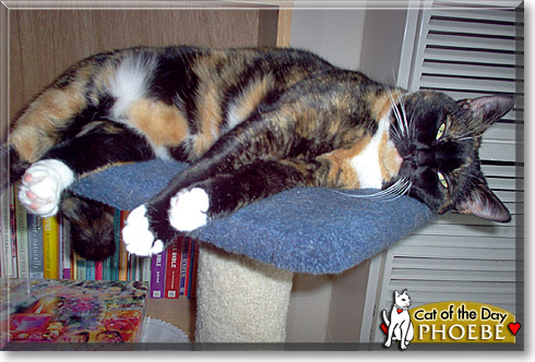Phoebe, the Cat of the Day