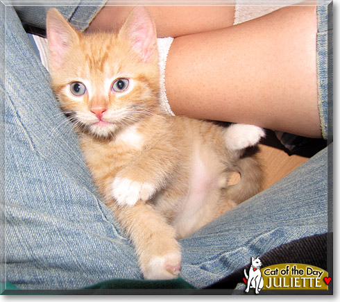 Juliette, the Cat of the Day