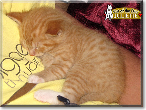 Juliette, the Cat of the Day