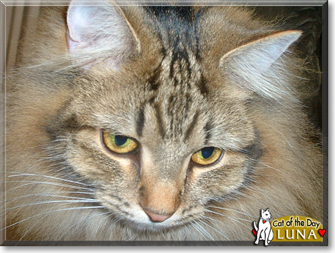 Luna, the Cat of the Day