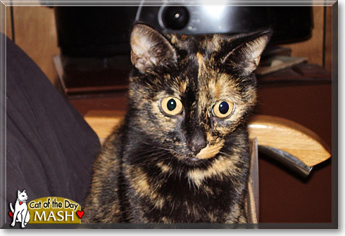Mash, the Cat of the Day