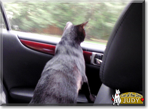 Judy, the Cat of the Day Judy, the Cat of the Day