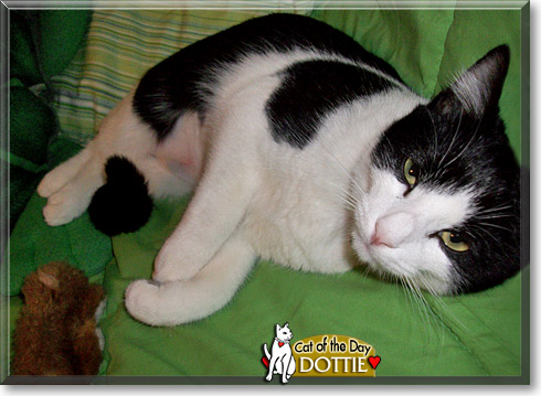 Dottie, the Cat of the Day
