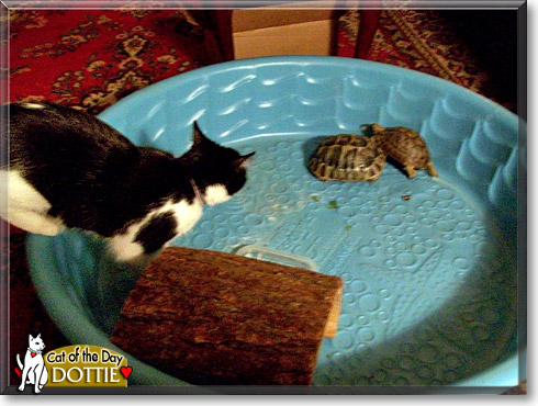 Dottie, the Cat of the Day