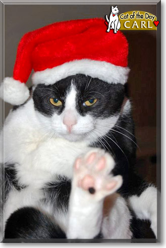Carl, the Cat of the Day