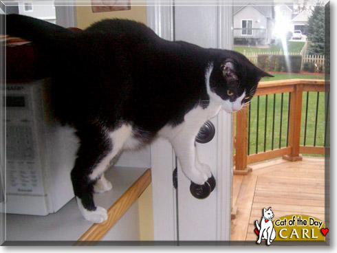 Carl, the Cat of the Day