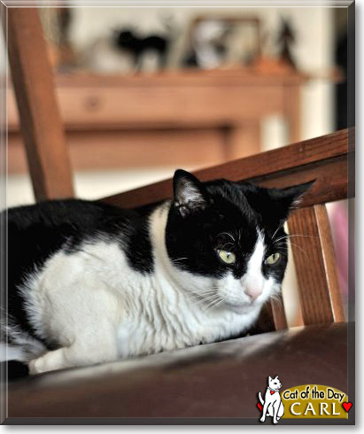 Carl, the Cat of the Day