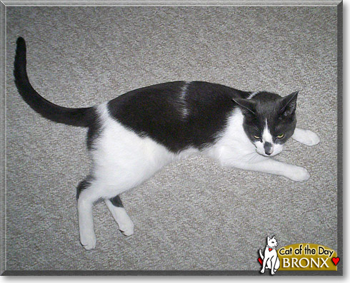 Bronx, the Cat of the Day