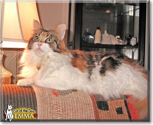 Emma Green, the Cat of the Day