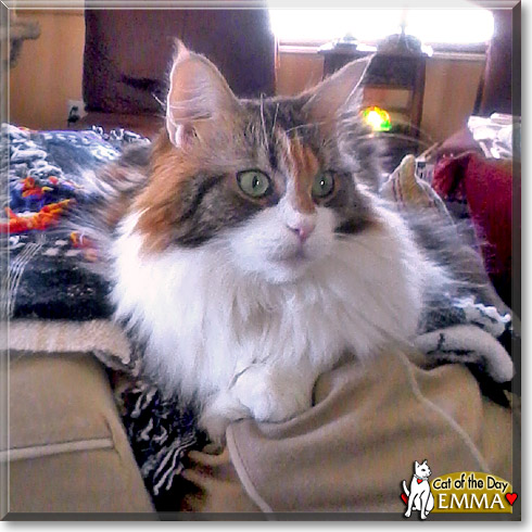 Emma Green, the Cat of the Day