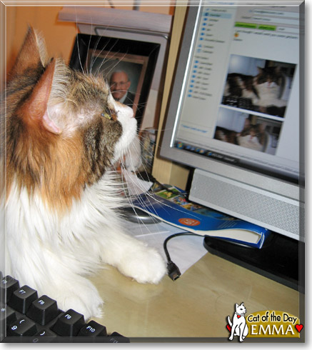 Emma Green, the Cat of the Day