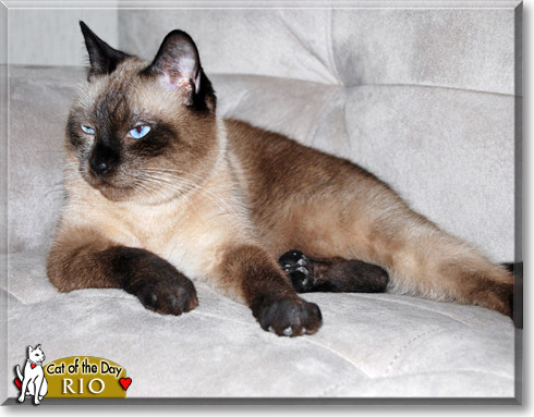 Rio, the Cat of the Day