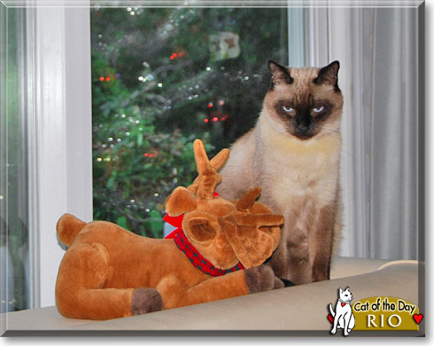 Rio, the Cat of the Day