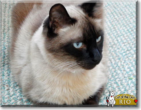 Rio, the Cat of the Day