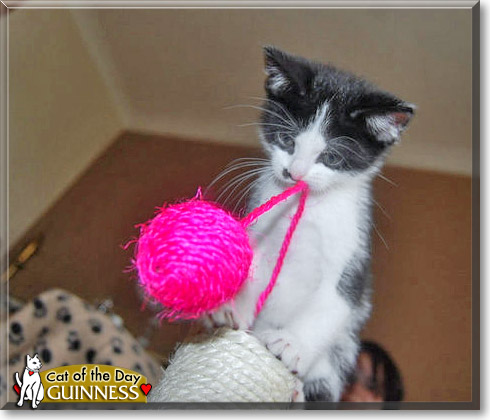 Guinness, the Cat of the Day