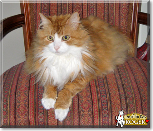 Roger, the Cat of the Day