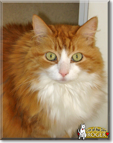 Roger, the Cat of the Day