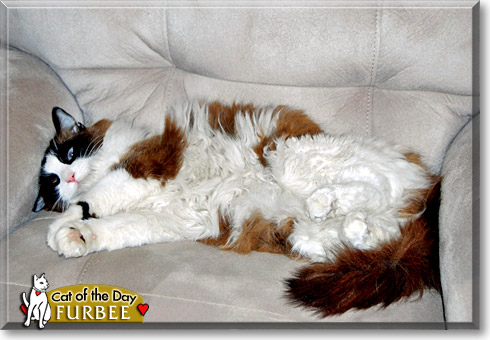Furbee, the Cat of the Day