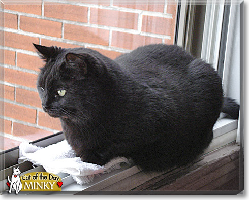 Minky, the Cat of the Day