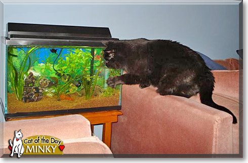 Minky, the Cat of the Day